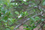 Dwarf hawthorn